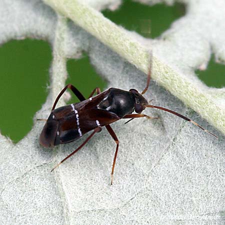 Pilophorus cinnamopterus